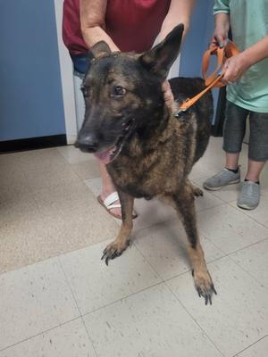 A German Shepherd dog standing on a tiled floor, being held by two people. The dog has a brindle coat and is wearing a collar with a leash attached. One person is holding the leash, and the other is petting the dog's head. The background shows a blue wall and a tiled floor.
