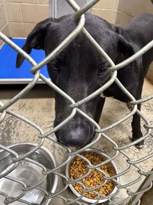 Nola, Golden Retriever Mix, available for adoption