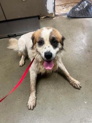A muddy dog with a red leash lying on a concrete floor.