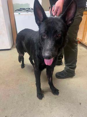 Duke, German Shepherd Dog Mix, adult, available for adoption