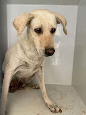 A light-colored dog with floppy ears sitting in a white enclosure.