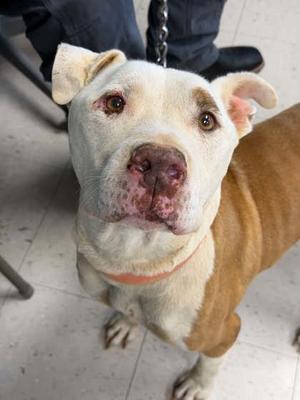 Rocko-, American Pit Bull Terrier Mix, available for adoption