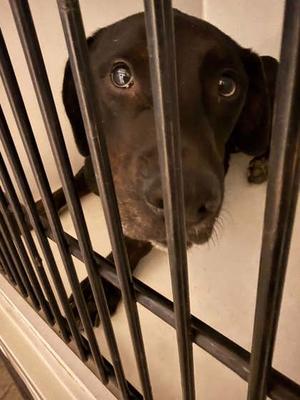 Moose, Labrador Retriever Mix, available for adoption