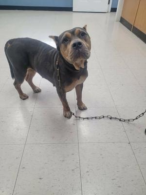 A black and brown dog standing on a tiled floor, wearing a chain collar and leash.