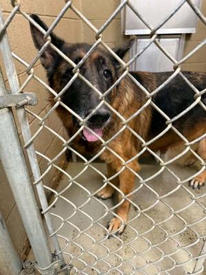 Molly-, German Shepherd Dog Mix, senior, available for adoption