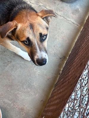Chance, Mixed Breed, young, available for adoption