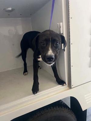 Pancake -, Labrador Retriever Mix, available for adoption