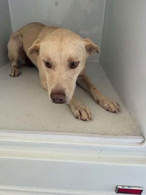 A light-colored dog lying down in a white container