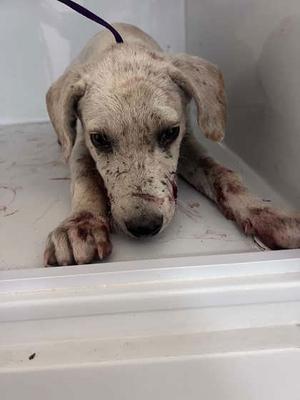 A white and brown puppy with spots lying on a white surface.