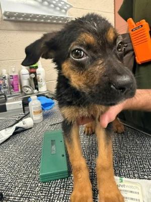 Xena, Rottweiler and German Shepherd Dog, puppy, available for adoption