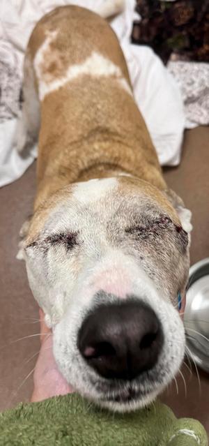 A close-up of a dog's face with a bandage on its eye, lying on a blanket.