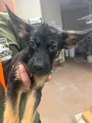 Moose, Rottweiler and German Shepherd Dog, puppy, available for adoption