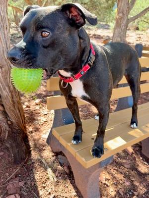 Lambo *Sponsored*, Staffordshire Bull Terrier Mix, adult, available for adoption