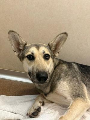 a German Shepherd mix dog lying on a white towel