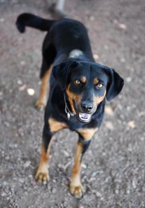 A black and tan dog looking up at the camera.