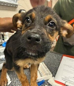 Olive, Rottweiler and German Shepherd Dog, puppy, available for adoption