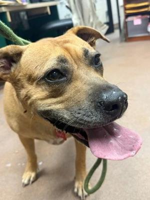 Gracie, Mixed Breed, adult, available for adoption
