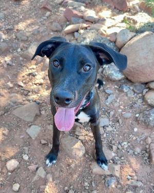 Kim, Mixed Breed, young, available for adoption