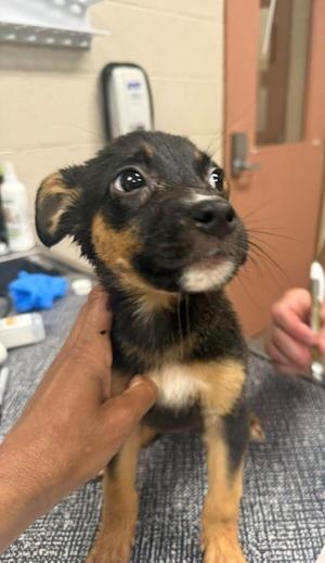 Heidi, Rottweiler and German Shepherd Dog, puppy, available for adoption