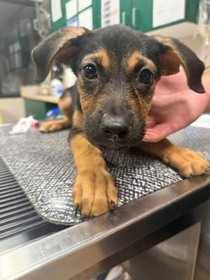 Coco, Rottweiler and German Shepherd Dog, puppy, available for adoption