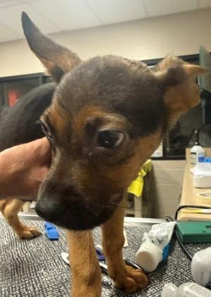 Bella, Rottweiler and German Shepherd Dog, puppy, available for adoption