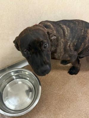 Daisy, Labrador Retriever Mix, puppy, available for adoption