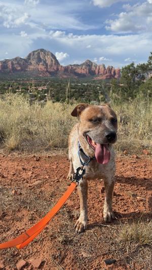A brown and white dog with a black nose and floppy ears is standing on a dirt path, wearing a blue collar and an orange leash. The dog has its tongue out and is looking towards the camera. In the background, there is a scenic view of red rock formations and a blue sky with some clouds.