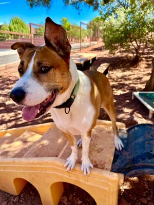 Hoover, Labrador Retriever Mix, adult, available for adoption