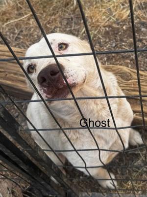 Ghost, Australian Cattle Dog Mix, adult, available for adoption