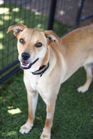 Pickles, Mixed Breed, young, available for adoption