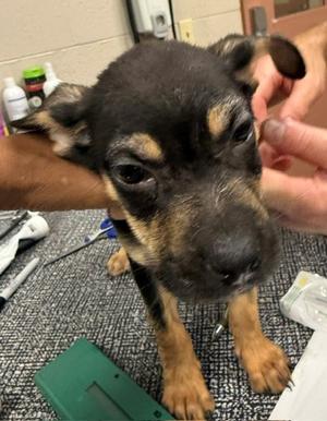 Peanut, Rottweiler and German Shepherd Dog, puppy, available for adoption