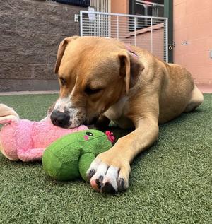 BamBam, Mixed Breed, young, available for adoption