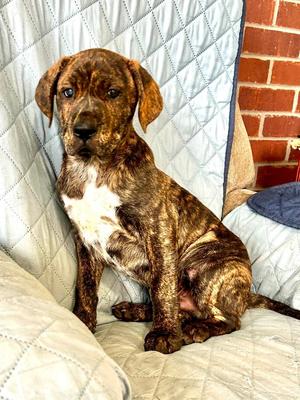 Bentley, Crossbreed, puppy, available for adoption