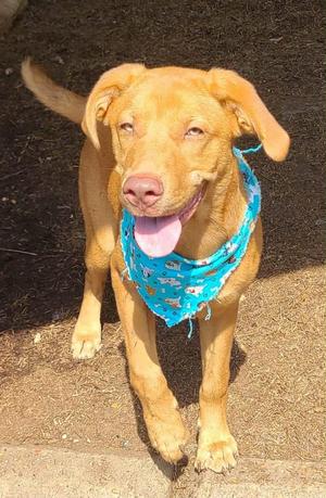 Kinger, Crossbreed, young, available for adoption
