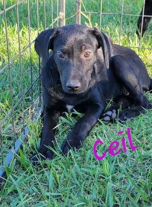 Ceil, Crossbreed, puppy, available for adoption
