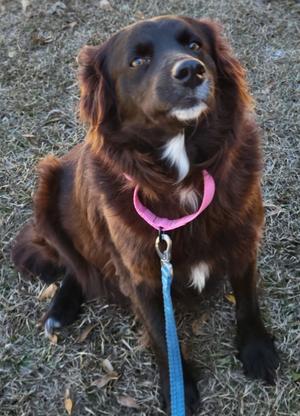 Chrisy, Crossbreed, adult, available for adoption