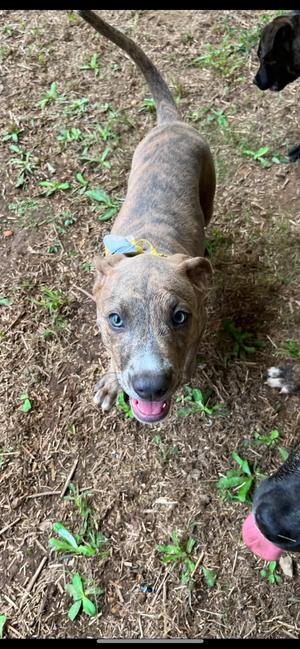 Griffin, Crossbreed, puppy, available for adoption