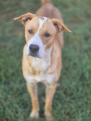 a brown and white dog standing on grass