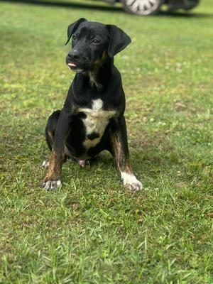 Drum, Crossbreed, young, available for adoption