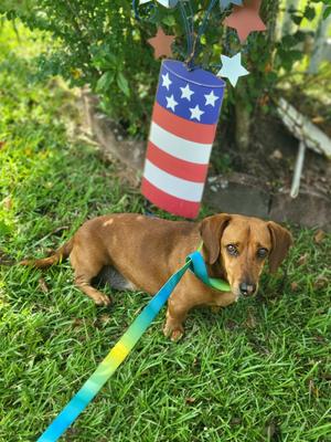 Archy, Crossbreed, adult, available for adoption
