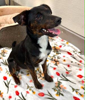 Buttercup, Crossbreed, young, available for adoption
