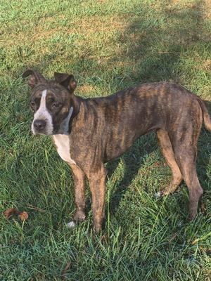 A brindle and white dog standing on grass