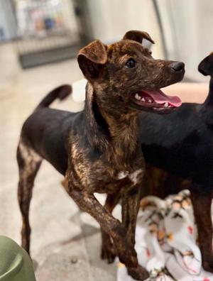 Bubbles, Crossbreed, young, available for adoption