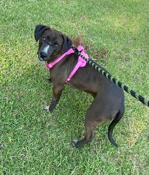 Genevieve, Crossbreed, adult, available for adoption