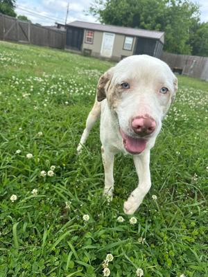 Honey Bun, Crossbreed, young, available for adoption