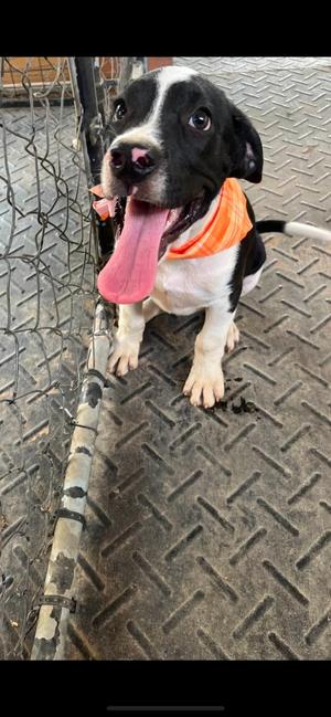Kraken, Crossbreed, puppy, available for adoption