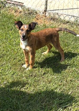 Barbara Jean, Crossbreed, puppy, available for adoption