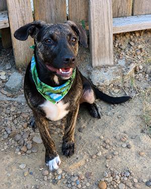 Astro, Crossbreed, young, available for adoption