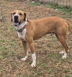Copper, Crossbreed, adult, available for adoption