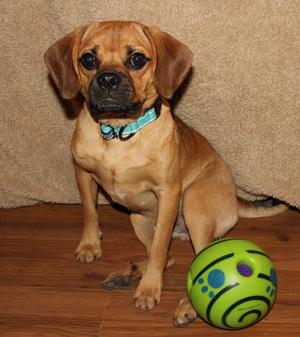 A brown dog with a blue collar sitting on a wooden floor next to a green ball with blue and purple patterns.